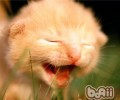 让猫咪远离毛球困扰