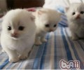 怎么照料刚刚进家门的猫咪