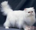 山东狮子猫和波斯猫的分辩办法