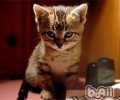 猫咪向你示好的行为表现