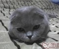 几个要素形成苏格兰折耳猫的耳朵直立