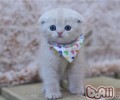 关于苏格兰折耳猫的传奇