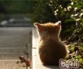 让猫咪在室内也能高兴日子的小窍门
