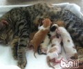 猫咪产后吃什么东西比较好？