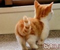 猫咪的小尾巴有大效果