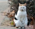 宠物猫更喜爱什么样的环境？
