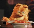 猫咪没有食欲怎么办？