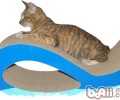 从猫咪的抓痕解析其性情