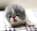 猫能够喝奶粉吗？
