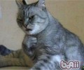 猫咪的记忆力好吗