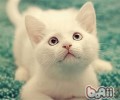 新猫家长必读手册