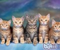 关于猫咪是色盲的扫盲