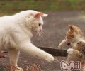 主人对猫的种种误解