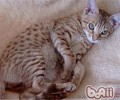 奥西猫怎么起名？