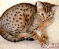 如何为奥西猫选择猫粮