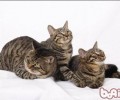 狸花猫和暹罗猫哪个好养