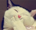 猫咪毛色品种解析