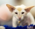 什么猫咪长不大