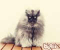 三个办法成果猫咪美丽毛发