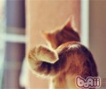 猫咪的心情问题知多少
