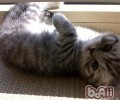 美国短毛猫喂食办法