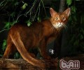 阿比西尼亚猫掉毛怎么办