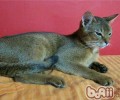 阿比西尼亚猫应该吃什么？