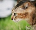 阿比西尼亚猫是什么