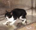 给猫咪组织退路