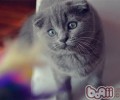猫咪能够吃狗粮吗？