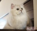 怎么让波斯猫具有一身富丽毛发
