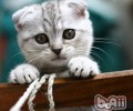 让猫咪自己挑选猫砂