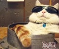 猫和人类的联系怎么