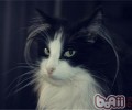 长毛猫温柔大方的原因安在