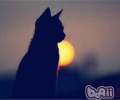 为什么说猫最敏锐的是听觉