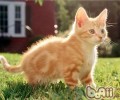 春天猫咪维护心得