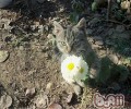 春天对猫猫进行办理的办法