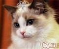 猫咪打扰主人睡觉该怎么办