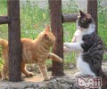 猫咪交朋友的方法