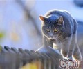 猫咪的智商有多高？