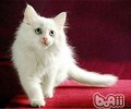 猫有洁癖的原因剖析