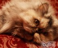 猫咪是否也会春困