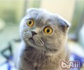 苏格兰折耳猫好养吗？