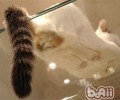 猫摇晃尾巴想表达的情感