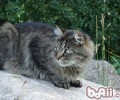 什么样的猫咪活得更久