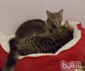 着手给猫咪做个简易的猫床
