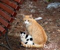 怎么挨近受伤的漂泊猫