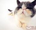 为什么短毛猫也会掉毛？
