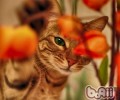 猫咪洗澡太勤快反而不利于猫咪健康