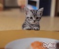 怎么让猫咪远离主人心爱的花花草草
